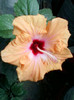 hibi holliday yellow