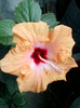 28 sept 2012-flori 070