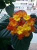 28 sept 2012-flori 087