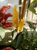 28 sept 2012-flori 023