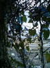 28 sept 2012-flori 075