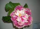 Hibiscus Stating Ovation