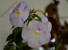 Achimenes Blueberry Ripple