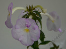 Achimenes Blueberry Ripple
