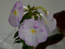 Achimenes Blueberry Ripple