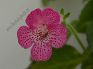 Kohleria Laura