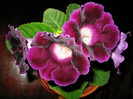 VIOLACEA