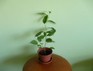 Ficus benjamin 2