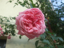 Coral Down