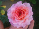 Florajet