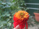 flori 2012 1266