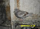 SAM_0705