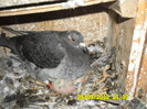 SAM_0711