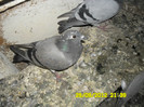 SAM_0727