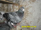 SAM_0730