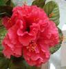 Hibiscus Pride of Hankins