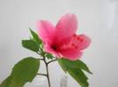 Hibiscus Tiny Tina