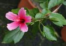 Hibiscus Tiny Tina