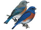 western-bluebird_16880_600x450