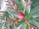 DSCN2036