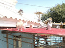DSC02552