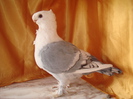 DSC02856