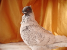 DSC02860