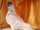 DSC02864