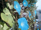 30 sept 2012-flori 007