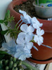 30 sept 2012-flori 008