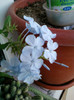 plumbago bleu (auriculata)