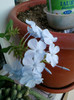 30 sept 2012-flori 011