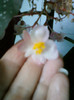 30 sept 2012-flori 017