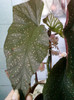 begonia ?