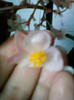 30 sept 2012-flori 021