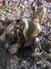 30 sept 2012-flori 018