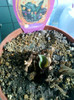30 sept 2012-flori 022