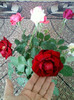 30 sept 2012-flori 053