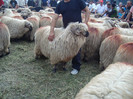 ALIM4202