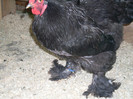 SDC11494