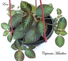 Cupreata Metallica