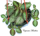 Cupreata Metallica