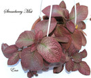 Strawberry Mist