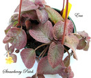 Strawberry Patch