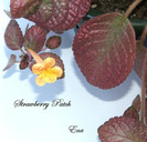 Strawberry Patch