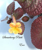 Strawberry Patch
