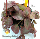 Strawberry Patch