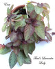 Thad's Lavander Lady