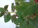 Clytie