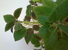 Clytie